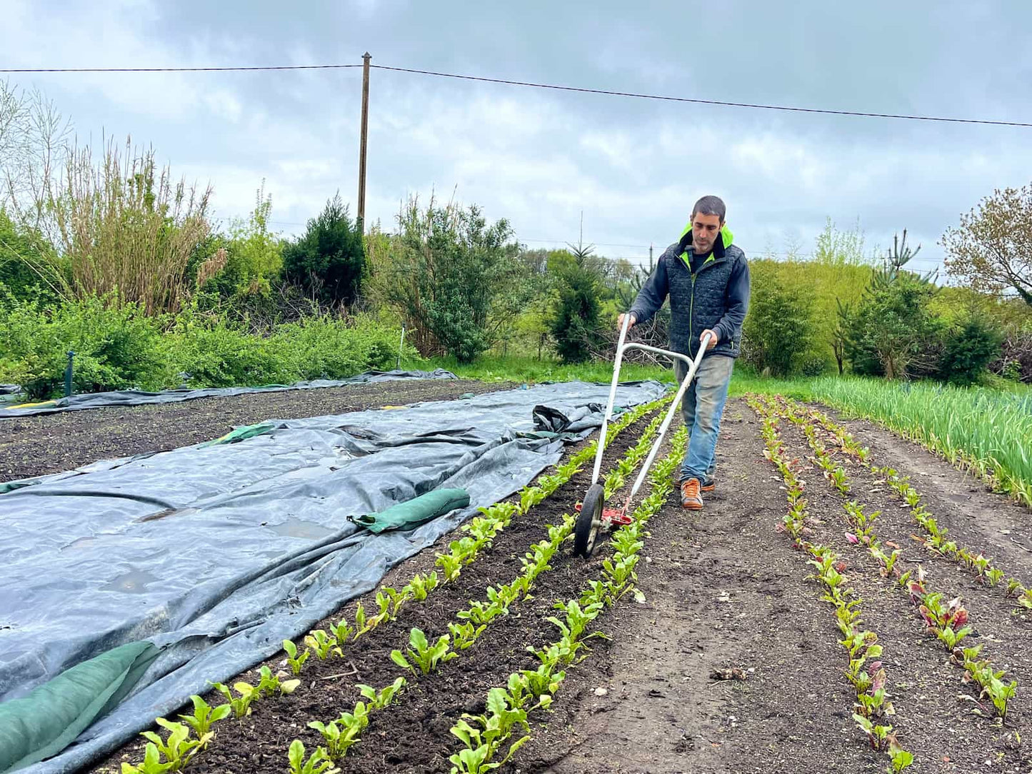 Glaser vegetable hoe