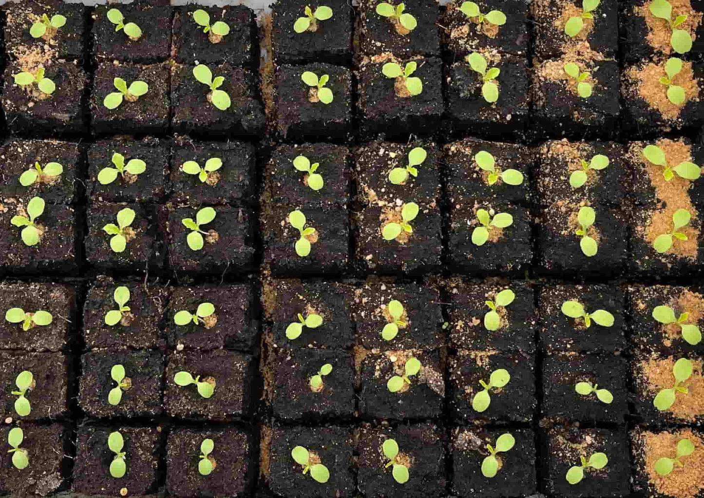 Manual vegetable seeder