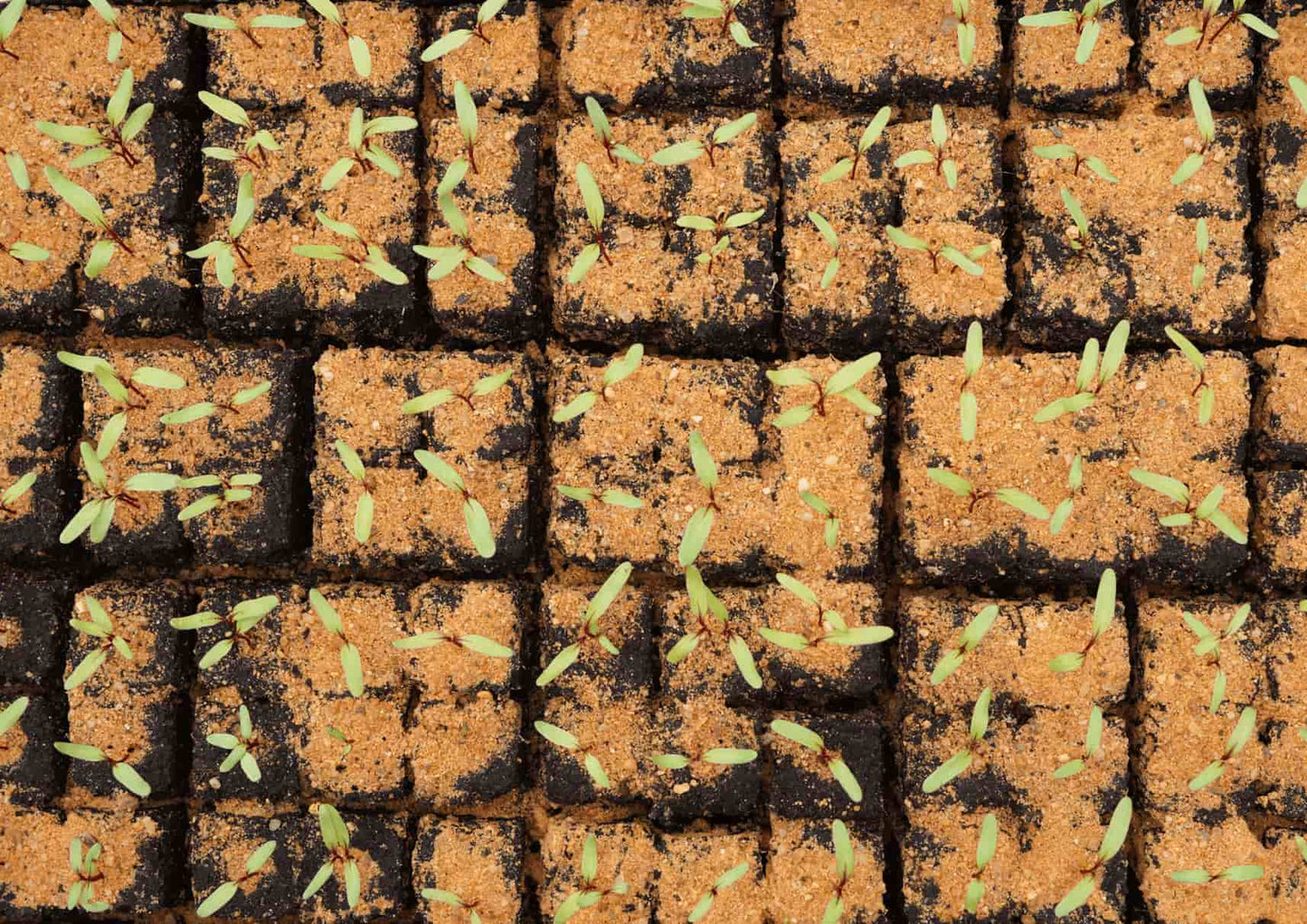 Semis en motte pressé manuelle