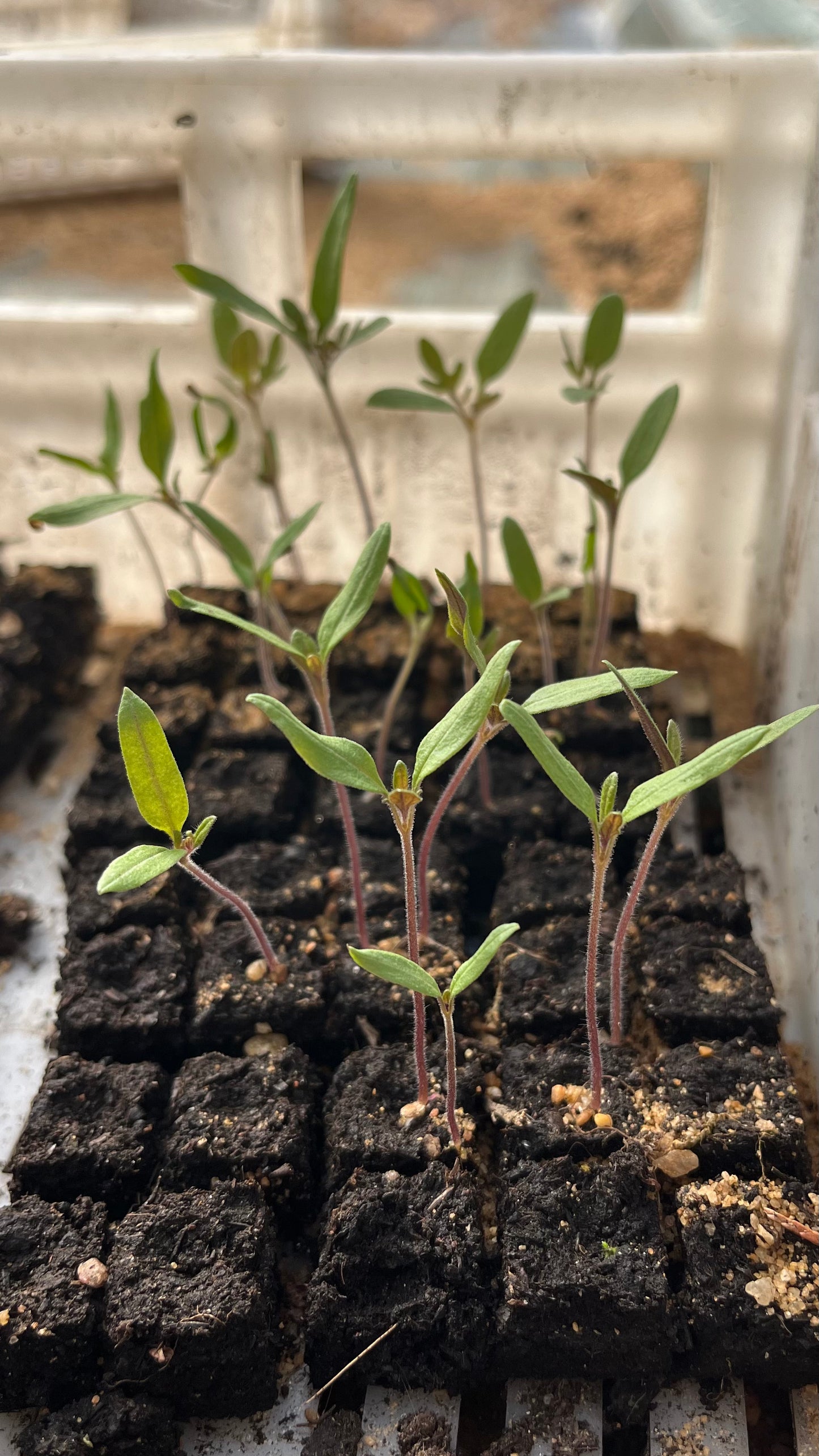 Micromotte 20 Ladbrooks – Presse-mottes MINI 20x17 (400 mottes)