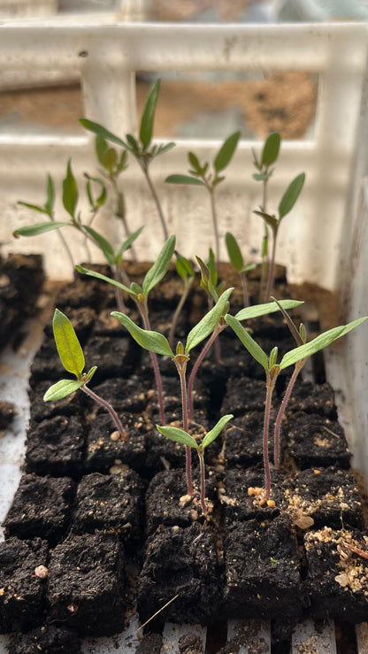 Micromotte 20 Ladbrooks – Presse-mottes MINI 20x17 (400 mottes)