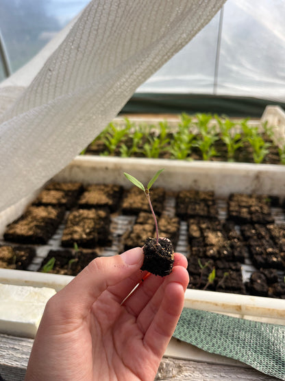 Micromotte 20 Ladbrooks – Presse-mottes MINI 20x17 (400 mottes)