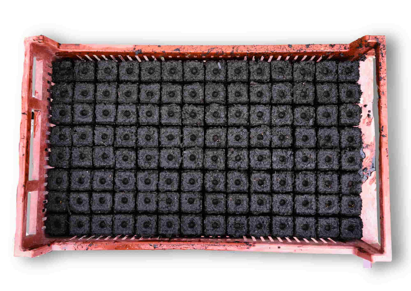 Core press spidplant 56, complete tray