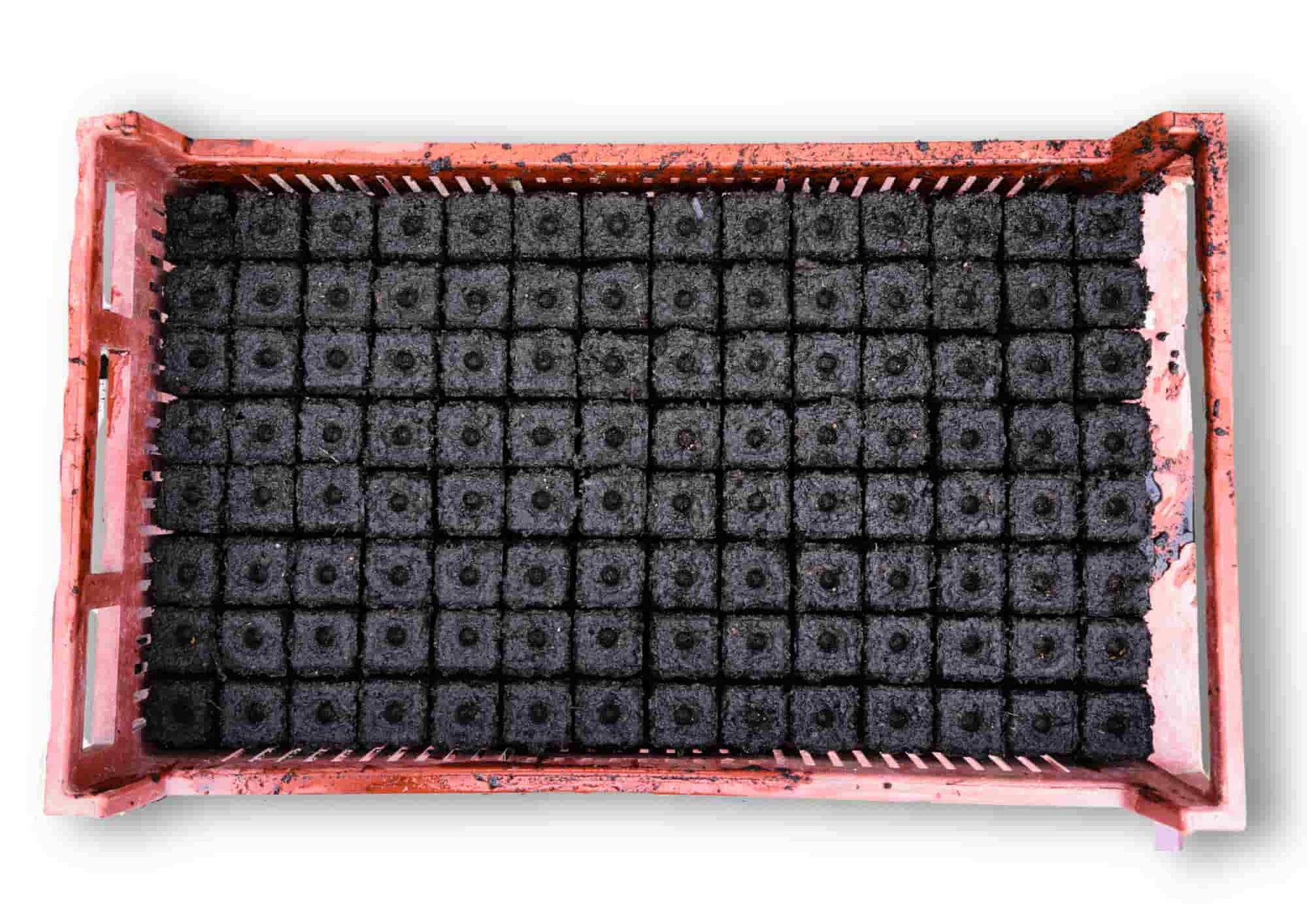 Core press spidplant 56, complete tray