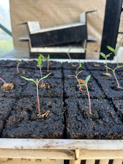 Pack Spidmot 16 + Micromotte 20 Ladbrooks + Ergots carrés 17 mm